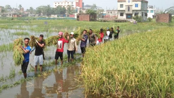 কৃষকের ধান কেটে ঘরে পৌছে দিলো ফতুল্লা ছাত্রলীগ